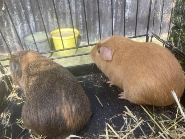 Image 5 of Guinea pigs for sale boys and girl
