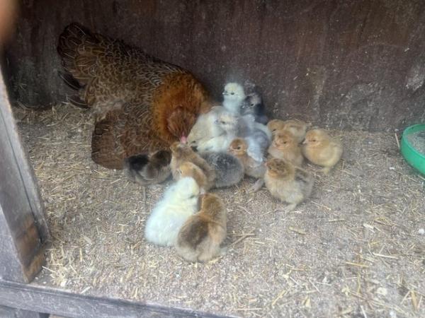 Image 1 of 2 pekin mum with 24 chicks hatched today
