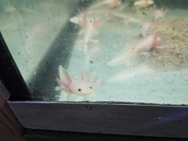 Image 2 of Young axolotls for sale