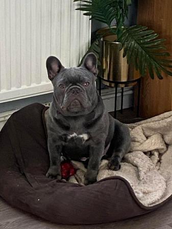 Image 4 of MAVERICK solid lilac a/a health tested french bulldog stud