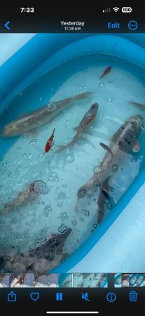 Image 7 of sturgeon And koi And a few other fish job lot