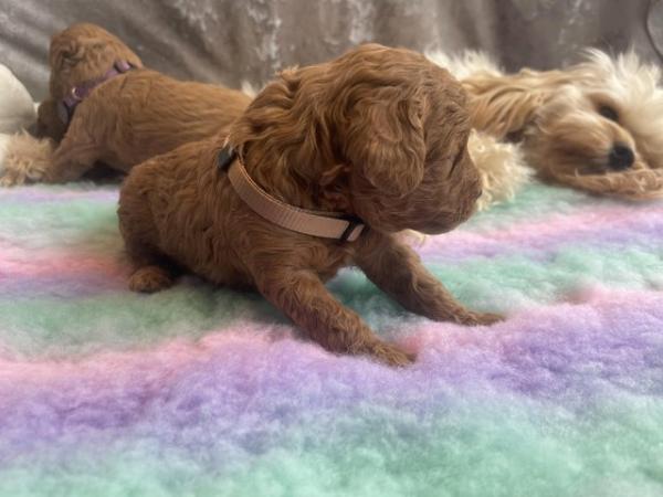 Image 5 of *DNA HEALTH TESTED* Cavapoo puppies