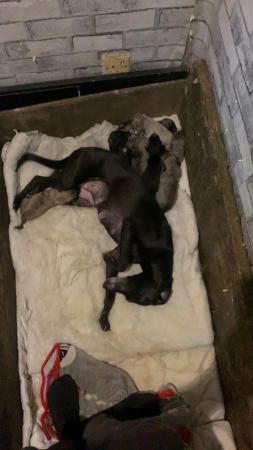 Image 3 of Beautiful litter of whippet puppies