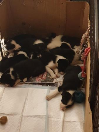 Image 3 of Border Collie Puppies Ready Now