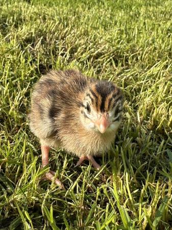 Image 3 of Day old Guinea fowl keets