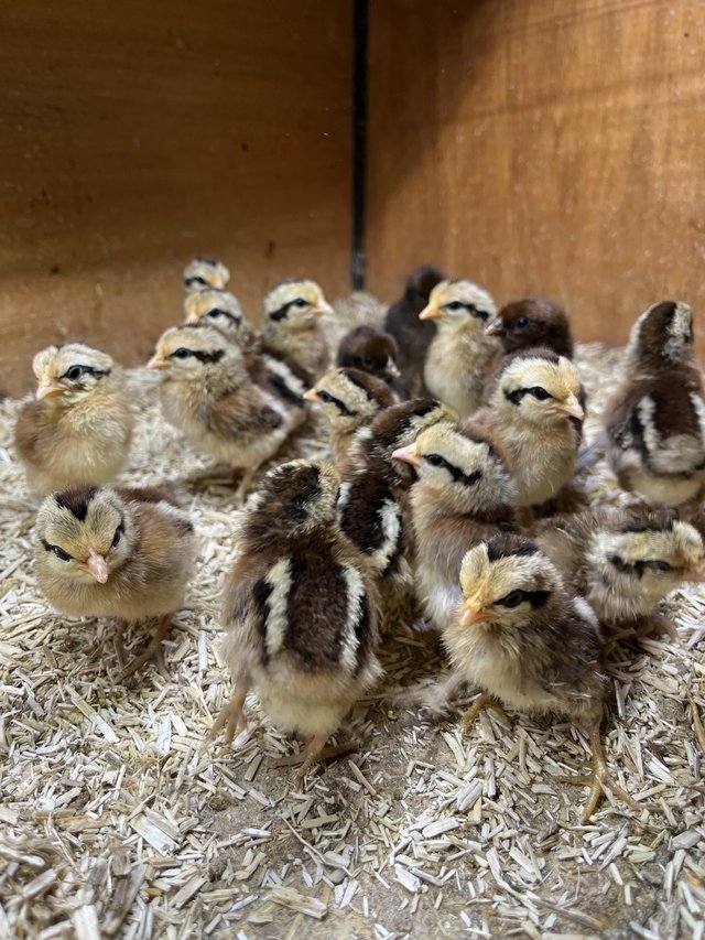 Preview of the first image of Dutch bantam chicks for sale.
