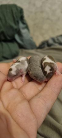 Image 4 of Variety of Mice FROM 8 Weeks