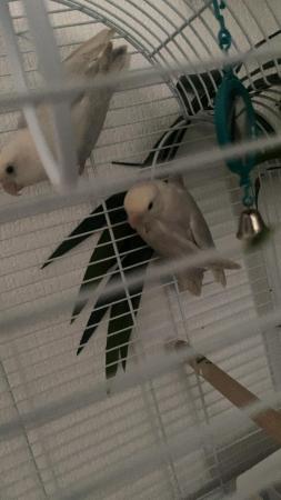 Image 5 of Young exotic slater ivory Fischer lovebirds with cage