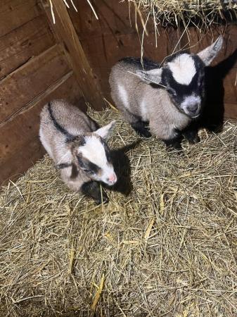 Image 3 of Pedigree Pygmy goat kids