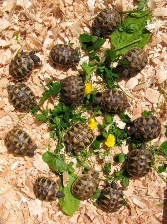 Image 7 of Baby Spur-thigh Tortoises for sale