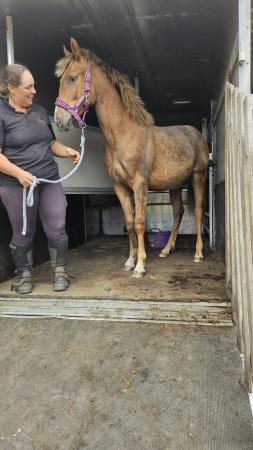 Image 3 of Dejavued Jalibert chestnut/roan gelding to make 15hh