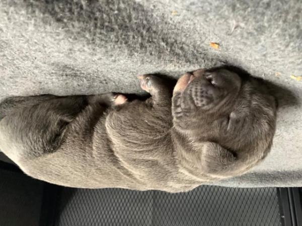 Image 3 of 7 week old cane corso for sale