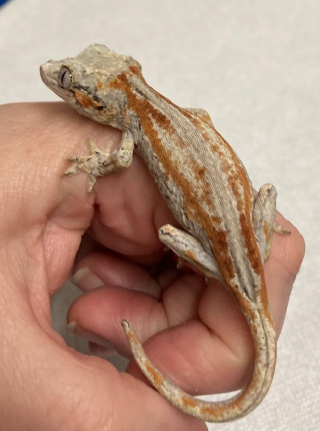 Preview of the first image of Baby striped gargoyle gecko red orange.