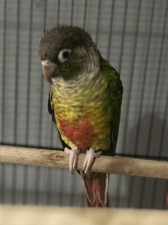 Image 5 of DNA proved Female Green cheek conure for sale