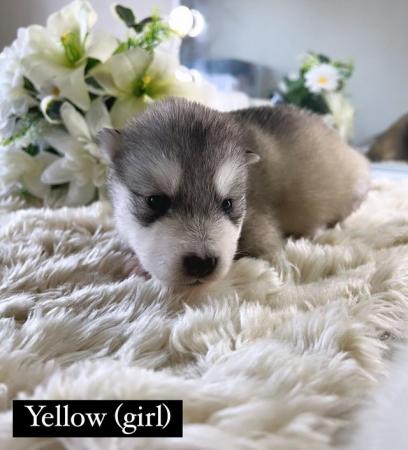 Image 5 of Beautiful Alaskan Malamute X Siberian Husky Puppies For Sale