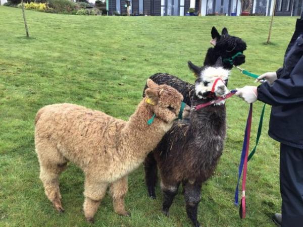 Image 5 of A delightful group of 3 pet male yearling alpacas