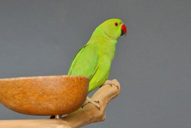 Image 2 of Baby Green Ring Neck Talking Parrots,19