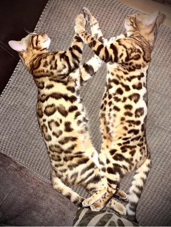 Image 2 of Beautiful Bengal Kittens for sale full pedigree