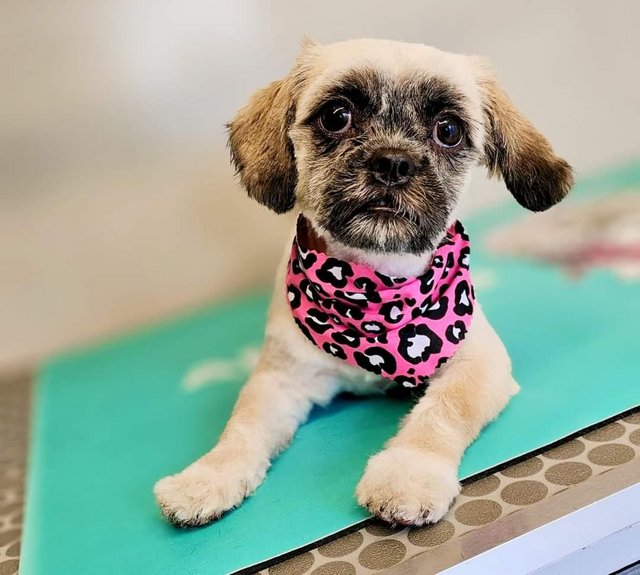 Preview of the first image of Gorgeous Female Shih Tzu.