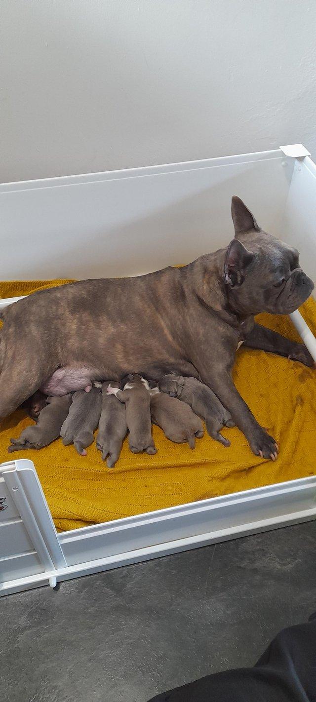 Preview of the first image of Superb Frenchbulldog puppies.