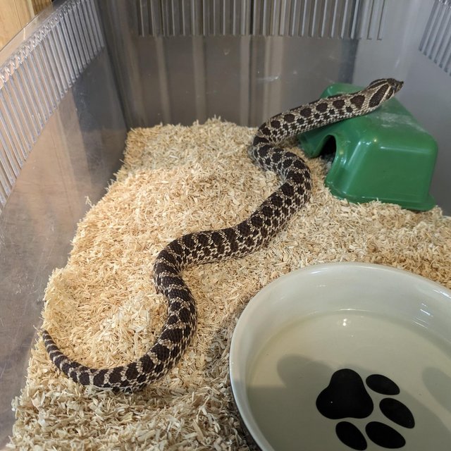 Preview of the first image of 2 year old female hognose snake.