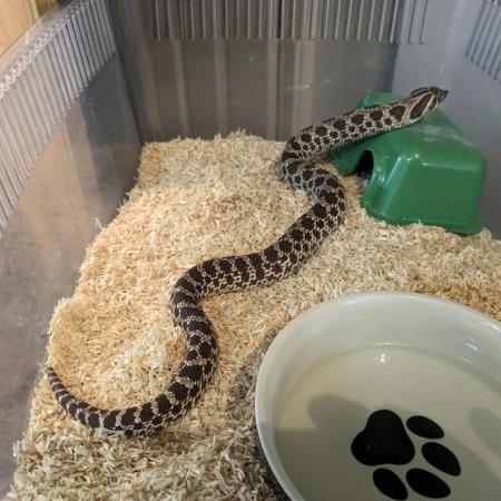 Image 1 of 2 year old female hognose snake