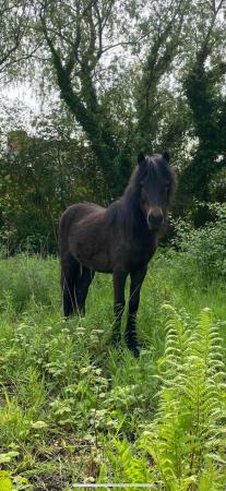 Image 10 of Young Dartmoor Show Pony/Future 11.2hh Lead Rein 4 Good Home