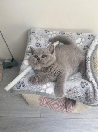Image 2 of British Shorthaired Lilac Sisters