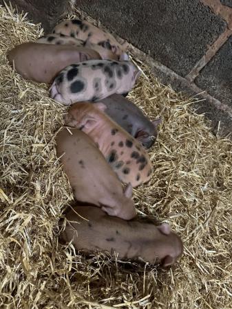 Image 3 of Genuine miniature piglets from WigglePigs