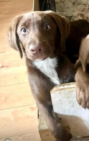 Image 5 of Labrador x Collie Boradore chocolate puppies