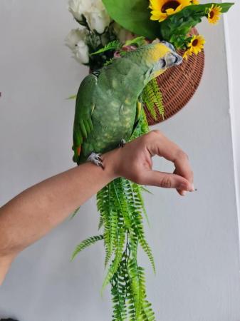 Image 2 of Hand reared Tame and Talking Amazon Parrot