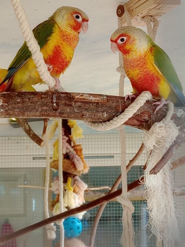 Preview of the first image of Bonded Red eye sun cheeks conures.