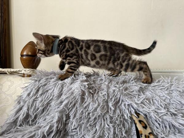 Image 18 of TICA registered bengal kittens for sale!??