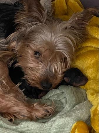 Image 4 of Full Pedigree Toy Yorkshire Terrier Puppies For Sale