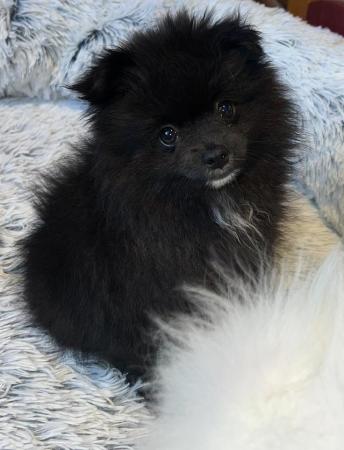 Image 5 of KC Registered Pomeranian Puppies!