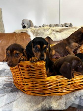 Image 1 of Stunning Daxi Jacks eight weeks old ready now