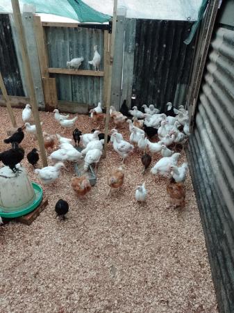 Image 1 of Blue, white and dark brown egg laying pullets off heat.