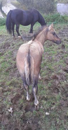 Image 2 of Stunning Welsh D x QHGrulla filly