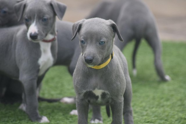 Image 16 of Stunning KC Whippet Pups For Sale