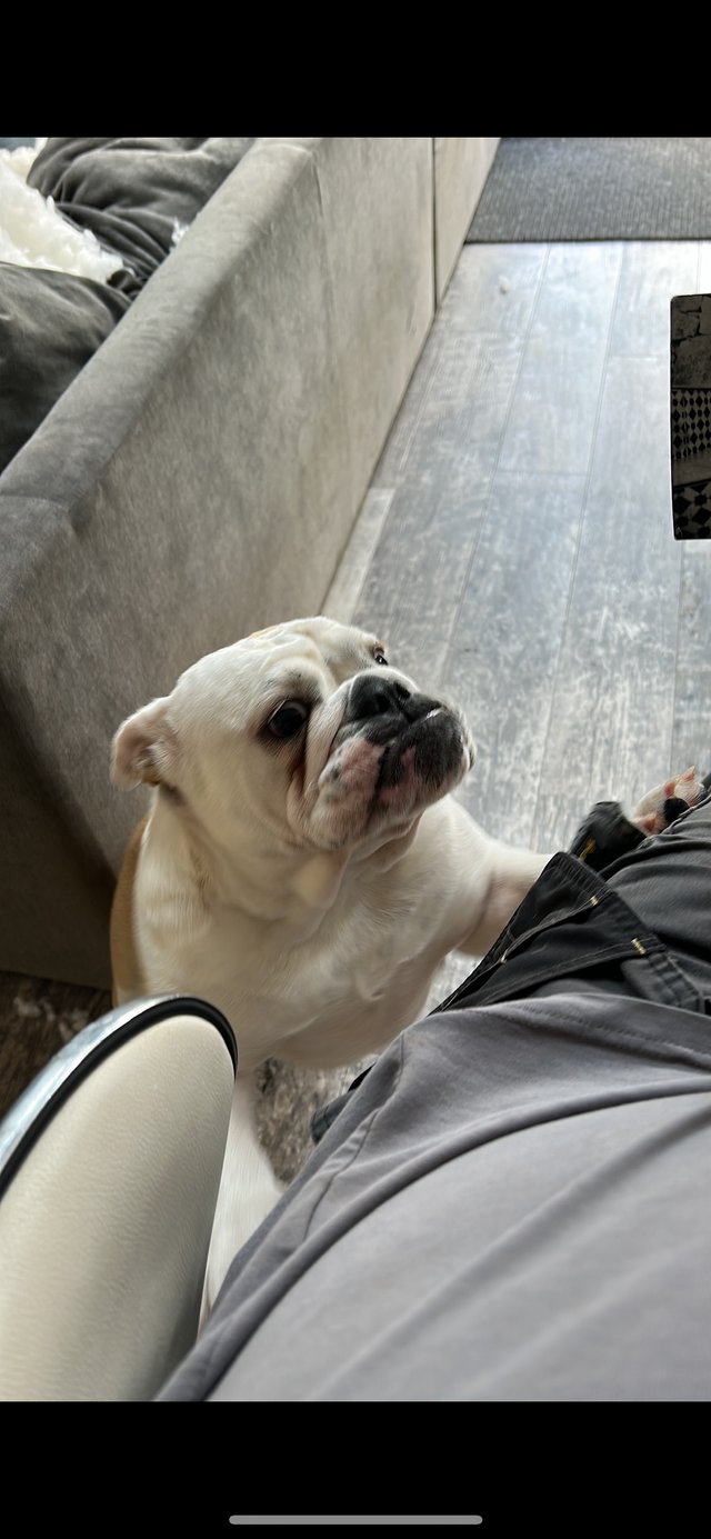 Preview of the first image of English Bulldog 1.5 years old.