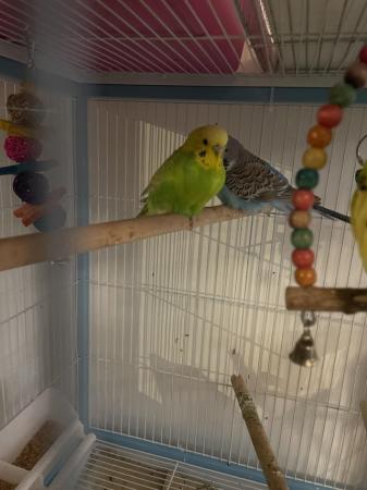Image 1 of Budgies for sale have a few left £20 each collection Bedford