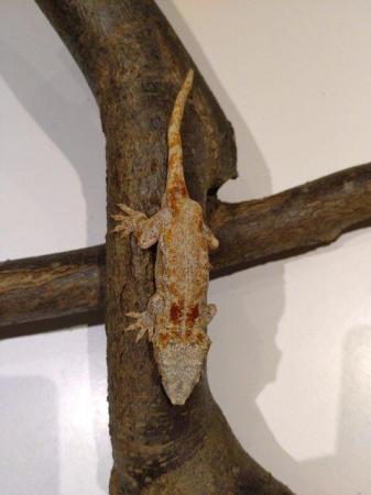 Image 6 of Unsexed CB 2021 Red Reticulated Gargoyle Gecko