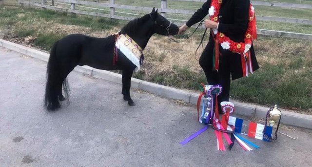 Image 3 of Miniature horse for sale