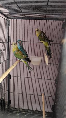 Image 4 of 3x Red Rump Parakeets For Sale