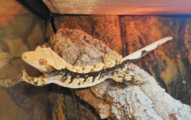 Image 4 of Tri coloured harlequin crested gecko for sale.