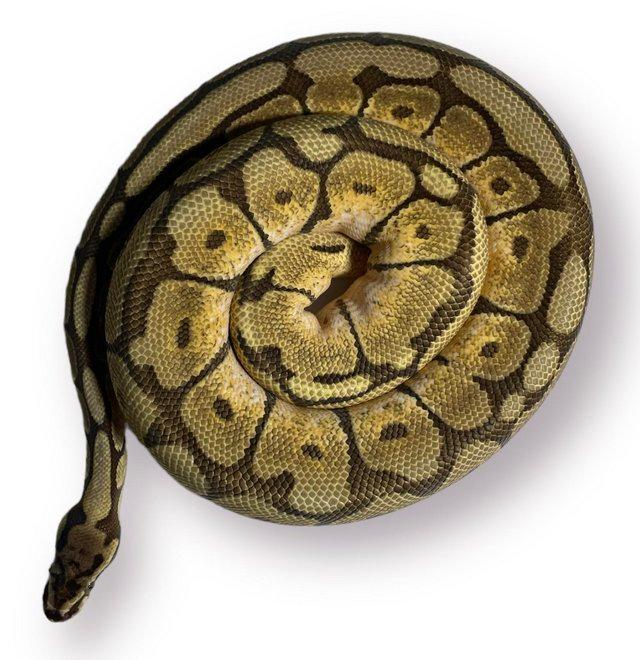 Preview of the first image of CB22 Female Mojave Spider Royal Python.