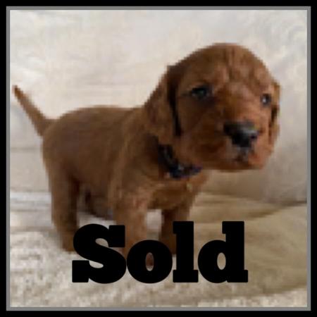 Image 7 of F1 Red Cockapoo puppies for sale