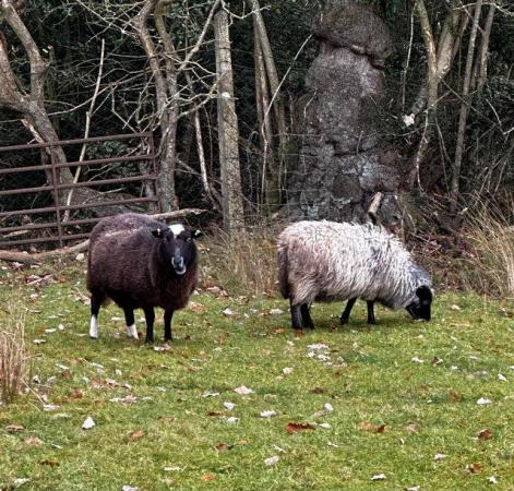Image 1 of North Ronaldsay x breed ewe lambs