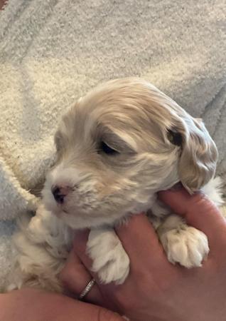 Image 24 of Stunning Cockapoo Puppy (F) READY for her forever home NOW!
