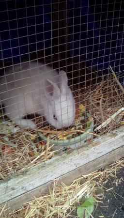 Image 2 of Beautiful rabbit's loin heads looking for there loving homes